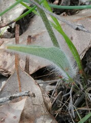 Caladenia longicauda