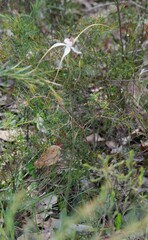 Caladenia longicauda