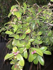 Syzygium paniculatum