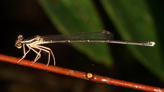 Pseudocopera ciliata