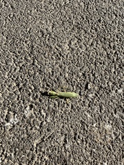 Hierodula transcaucasica