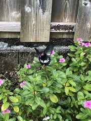 Papilio memnon thunbergii