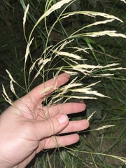 Eragrostis curvula
