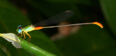 Ceriagrion cerinorubellum