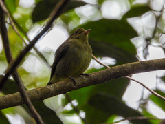 Ceratopipra mentalis