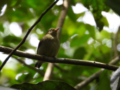Ceratopipra mentalis