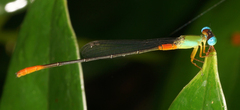 Ceriagrion cerinorubellum