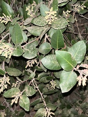 Rhus integrifolia × ovata