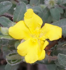 Hibbertia commutata