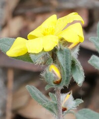 Hibbertia commutata