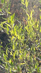 Salix laevigata