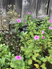 Papilio memnon thunbergii