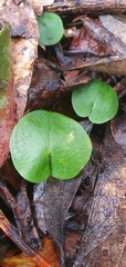 Corybas incurvus