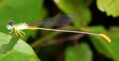 Ceriagrion cerinorubellum