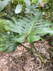 Monstera deliciosa