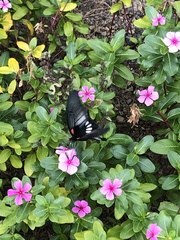 Papilio memnon thunbergii