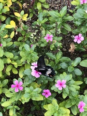 Papilio memnon thunbergii