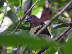 Cyanoloxia cyanoides