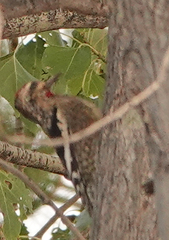 Sphyrapicus