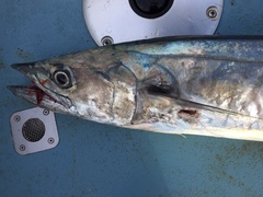 Scomberomorus commerson