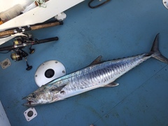 Scomberomorus commerson