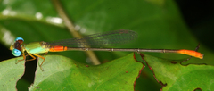 Ceriagrion cerinorubellum