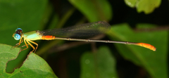 Ceriagrion cerinorubellum