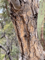 Corymbia eximia