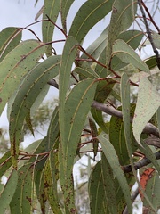 Corymbia eximia