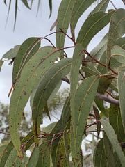 Corymbia eximia
