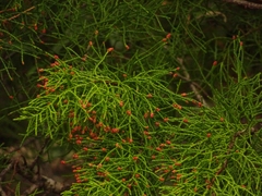 Lagarostrobos franklinii