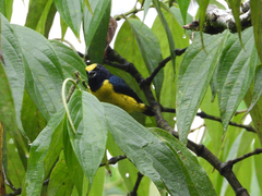 Euphonia imitans