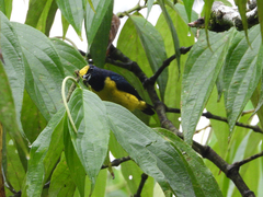 Euphonia imitans