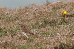 Anthus australis
