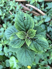 Plectranthus ciliatus
