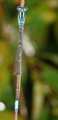 Pseudagrion australasiae