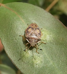 Anischys luteovarius