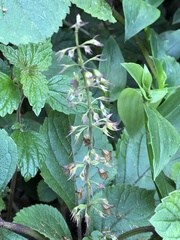 Plectranthus ciliatus