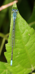 Pseudagrion australasiae