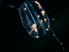 Hyperiidae