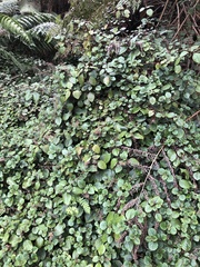 Plectranthus ciliatus