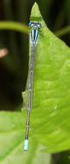 Pseudagrion australasiae