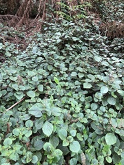 Plectranthus ciliatus