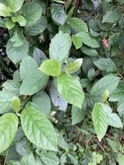 Maesa perlaria formosana