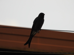 Dicrurus caerulescens