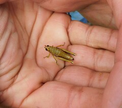 Agesander ruficornis