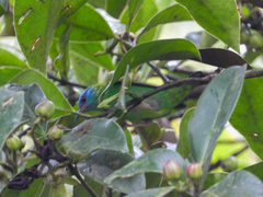Dacnis cayana