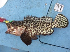 Epinephelus quoyanus