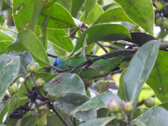 Dacnis cayana