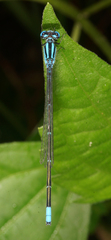 Pseudagrion australasiae